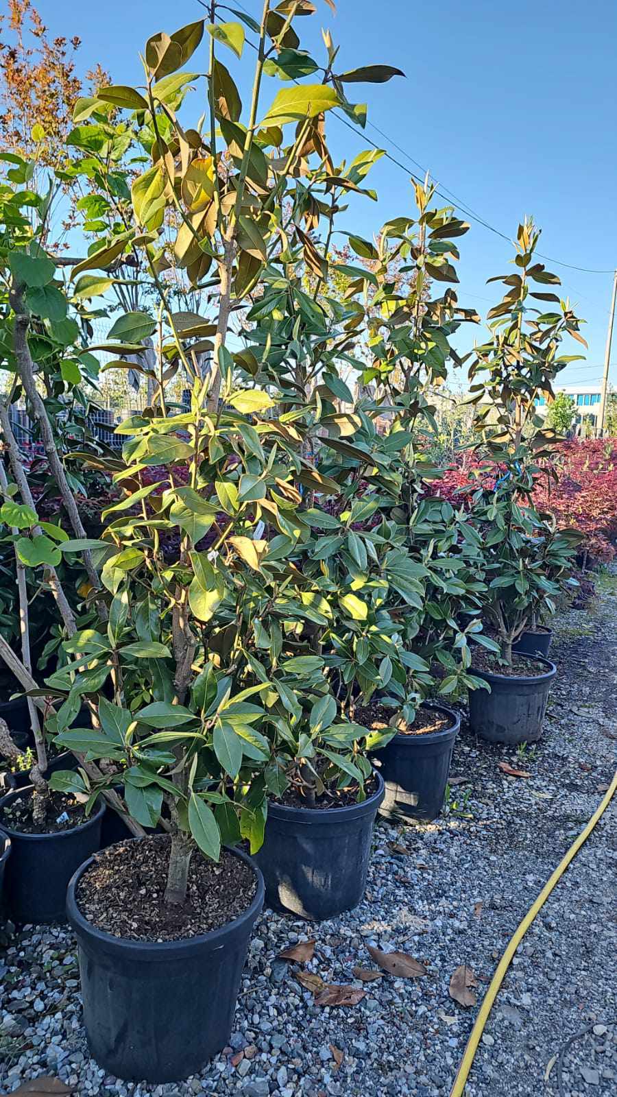 Magnolia Grandiflora