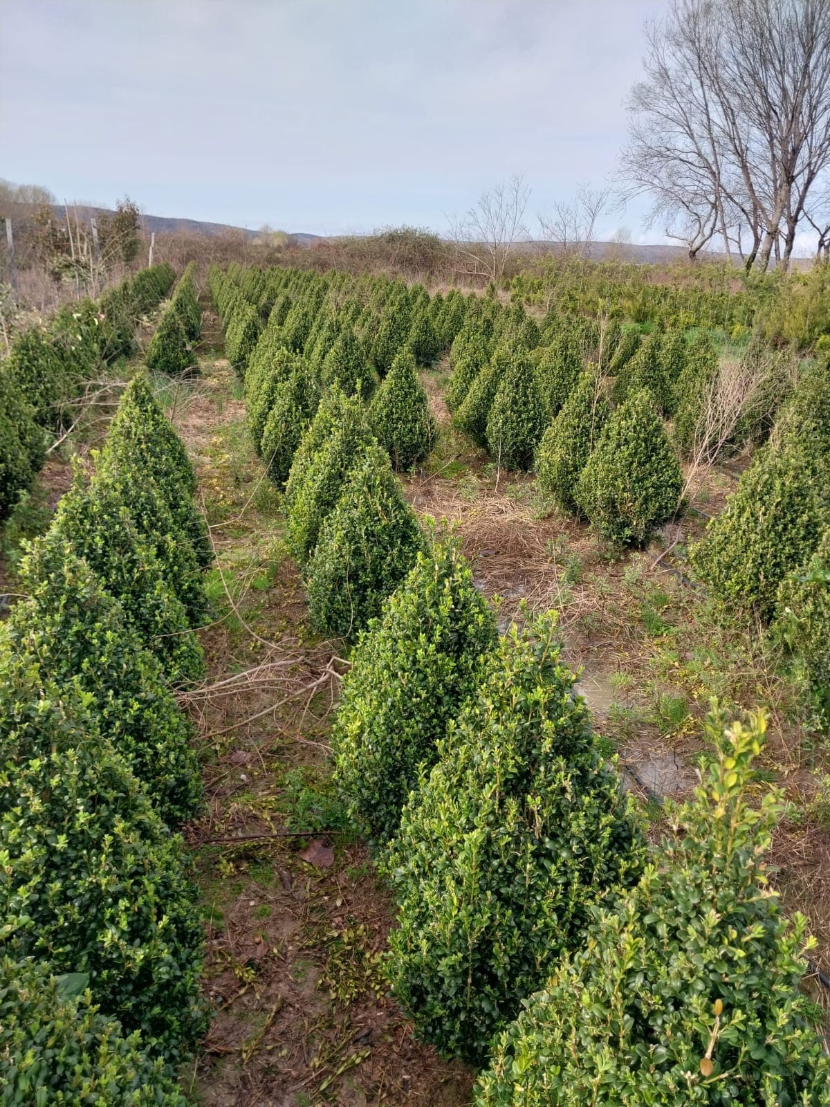 Plante decorative Green Decoratives