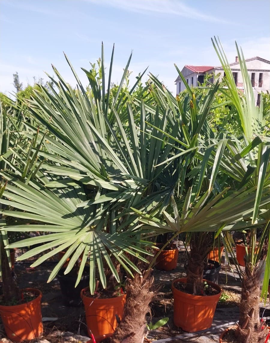 Trachycarpus fortunei (Palmier evantai)