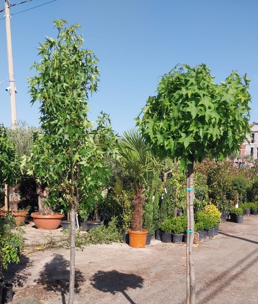 Liquidambar styraciflua 'Worplesdon'