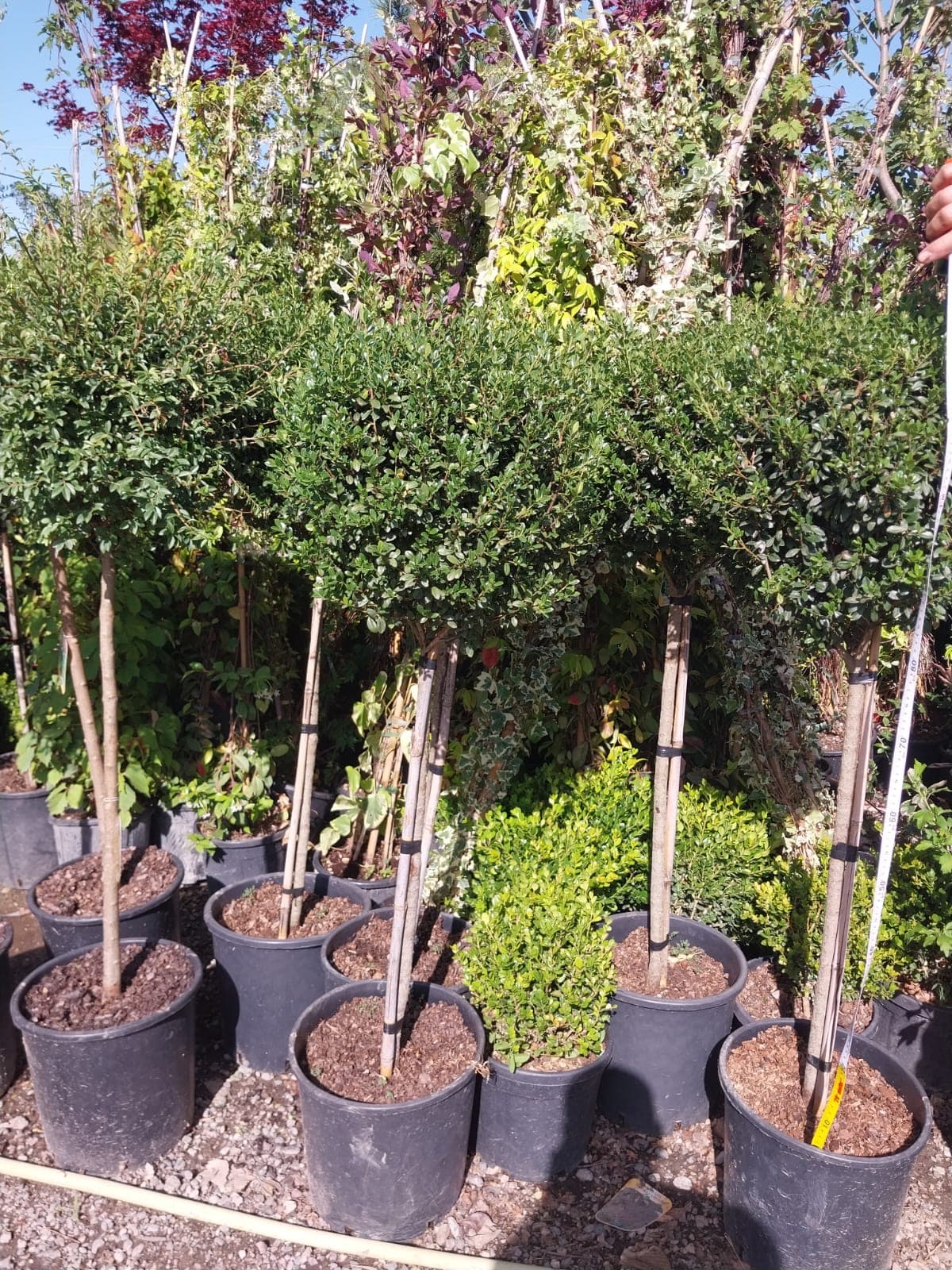 Ligustrum
