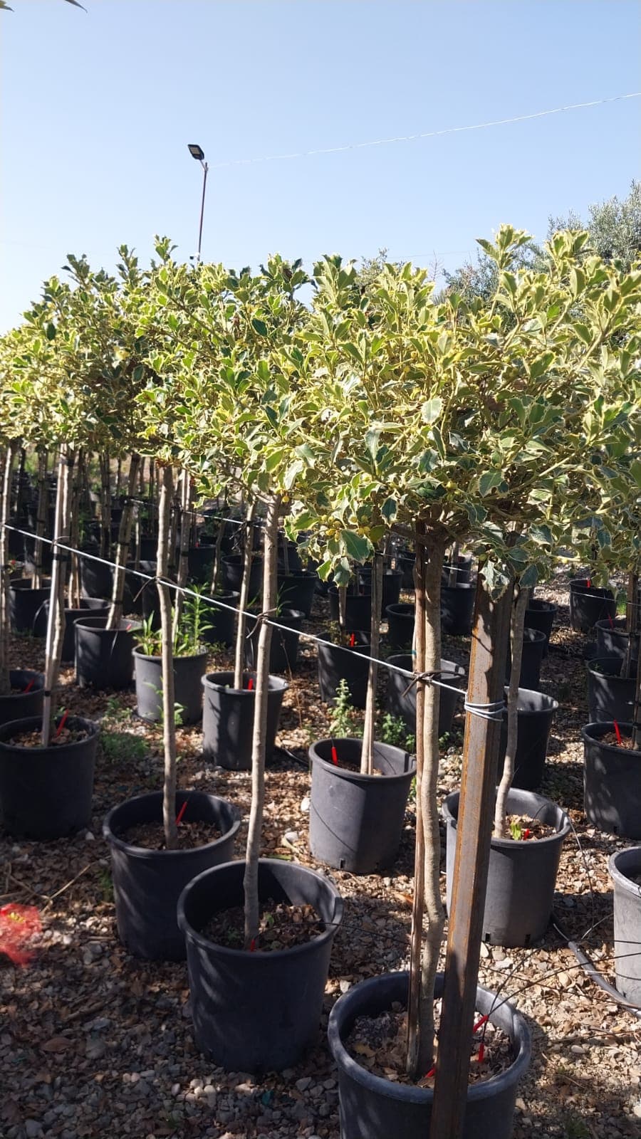 Ilex aquifolium