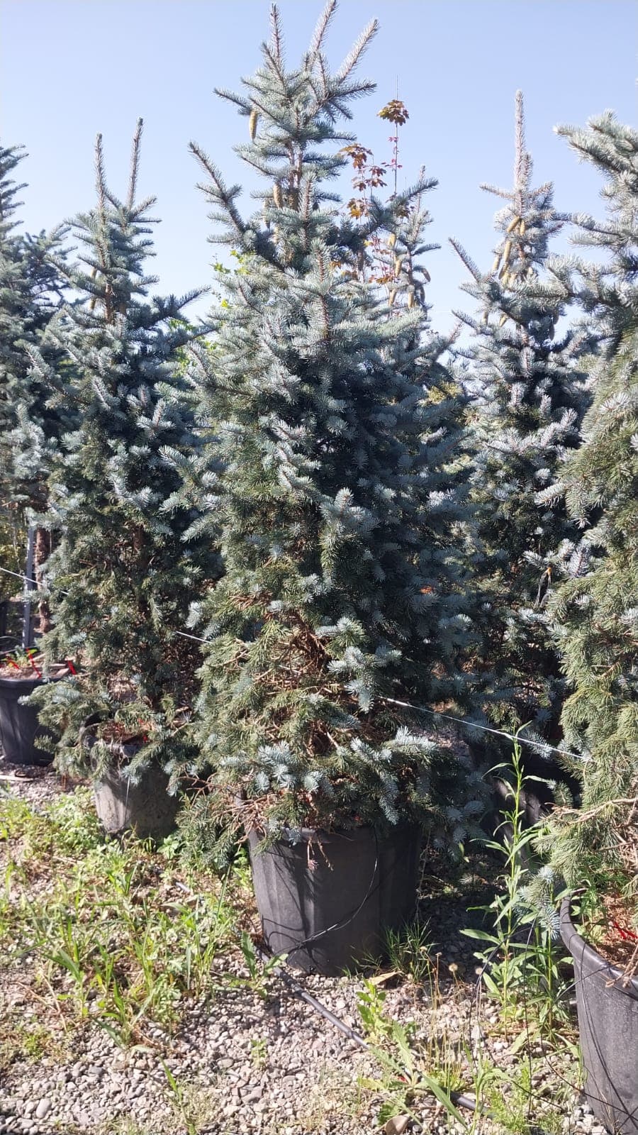 Abies (Brad)