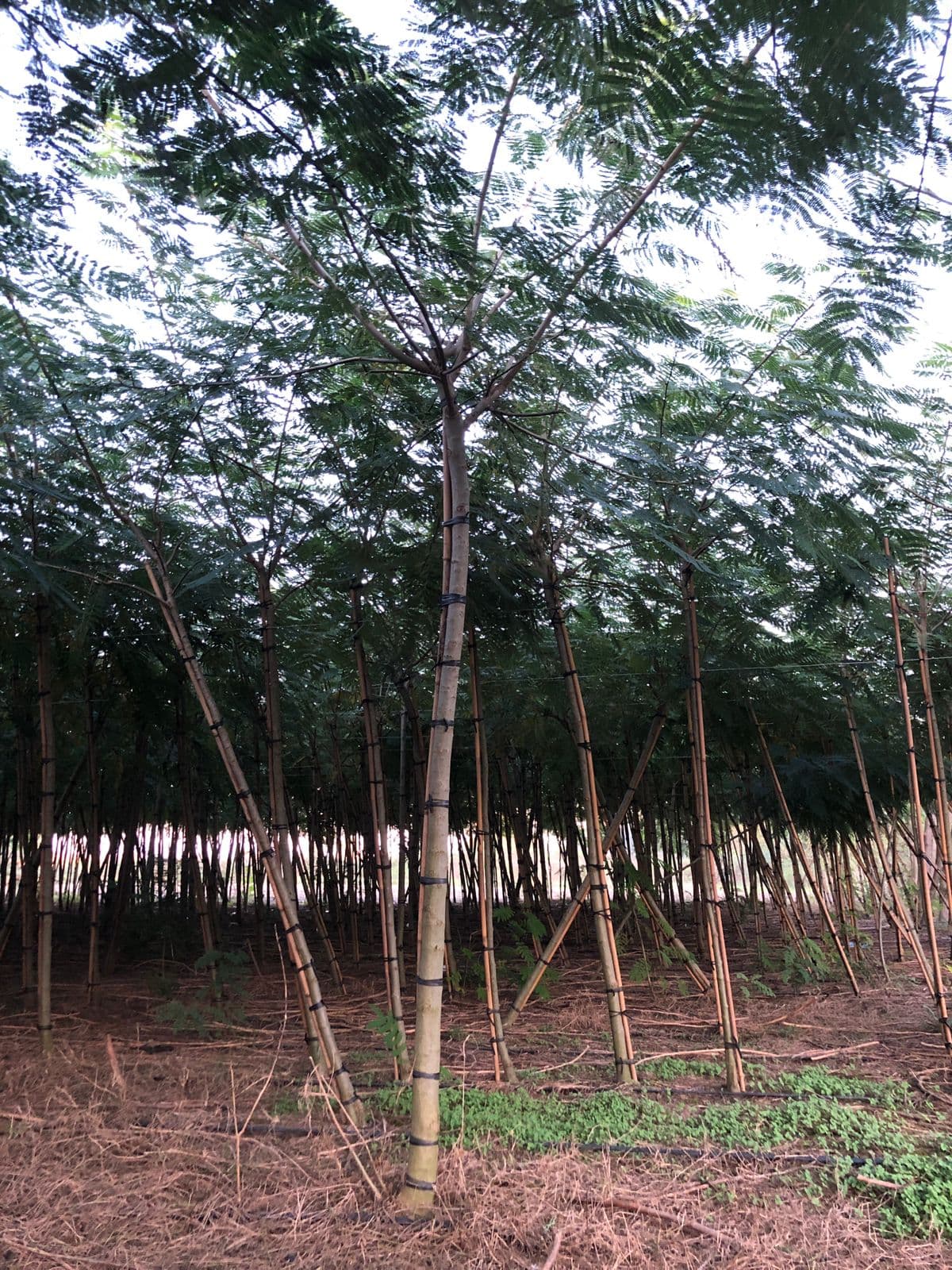Albizia