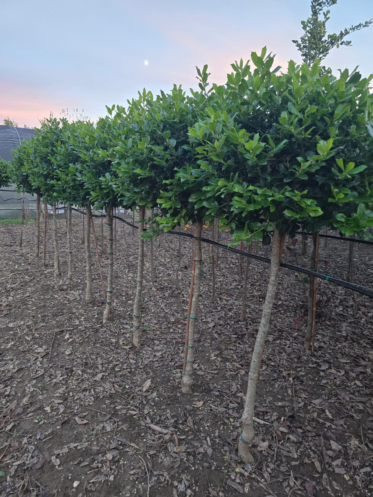 Agrifoglio Ilex