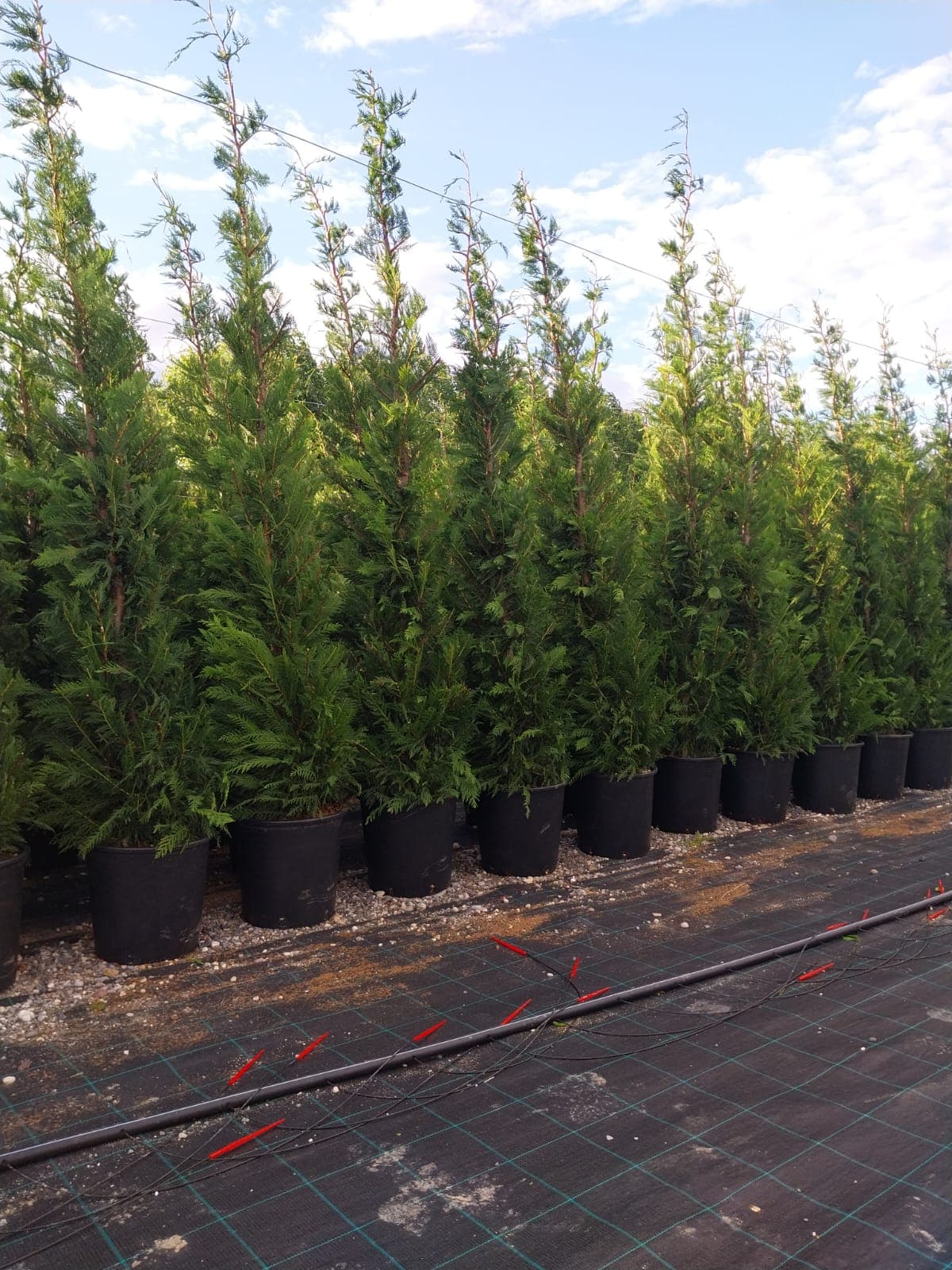 Plante decorative Green Decoratives