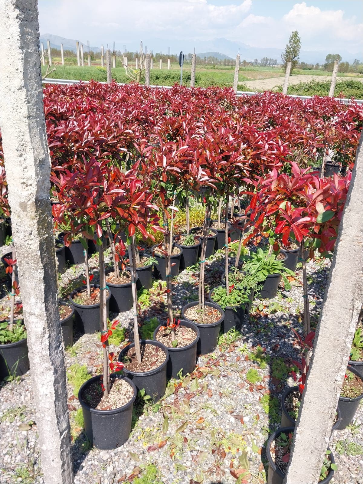 Plante decorative Green Decoratives