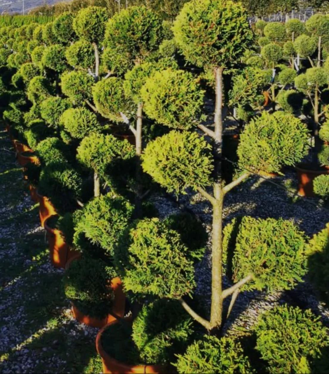 Plante decorative Green Decoratives