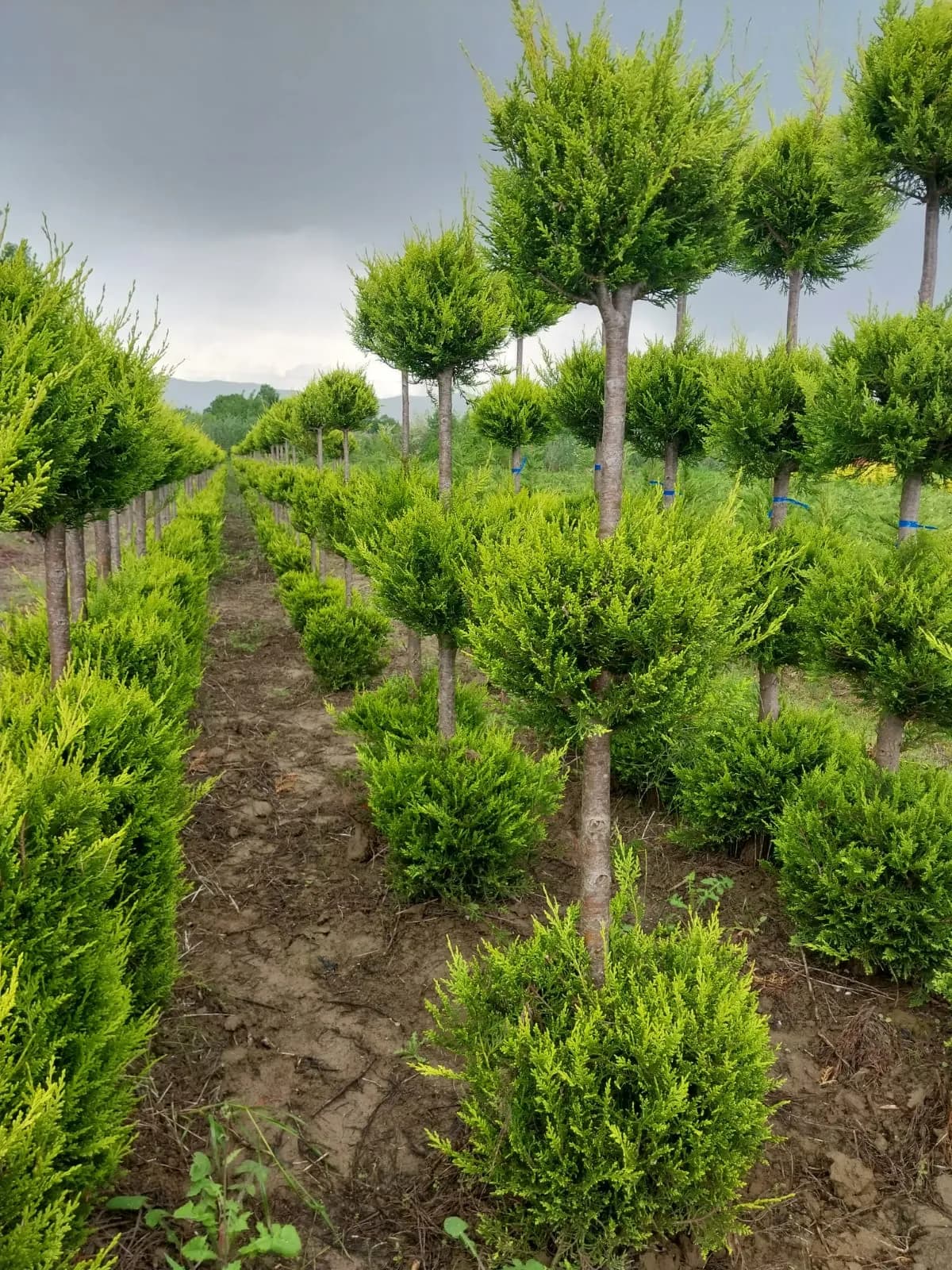 Leylandii Aur