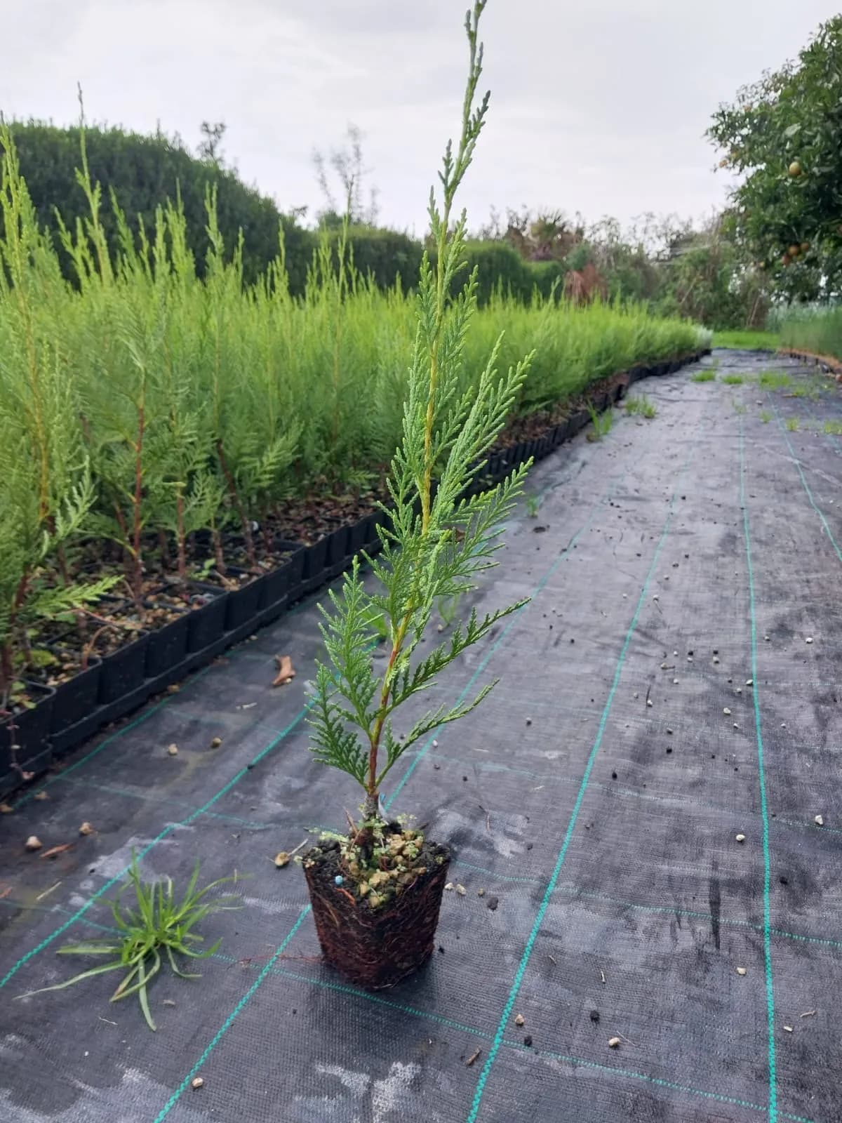 Plante decorative Green Decoratives