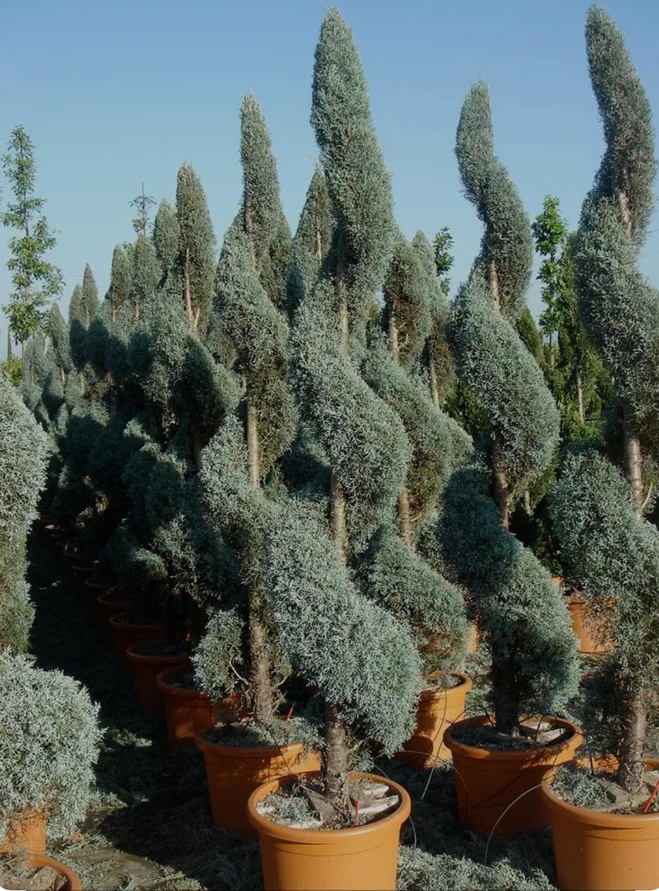 Plante decorative Green Decoratives